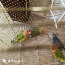 Pappagallini inseparabili