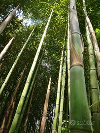 Bambù Gigante Giapponese