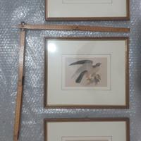 Cornici con STAMPE ANTICHE uccellini n.3;originali