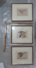 Cornici con STAMPE ANTICHE uccellini n.3;originali