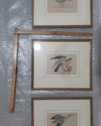 Cornici con STAMPE ANTICHE uccellini n.3;originali
