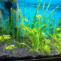 Piante acquario 