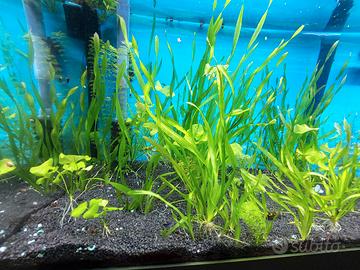Piante acquario 
