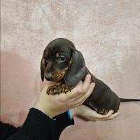 Bassotto kaninchen carbonaro