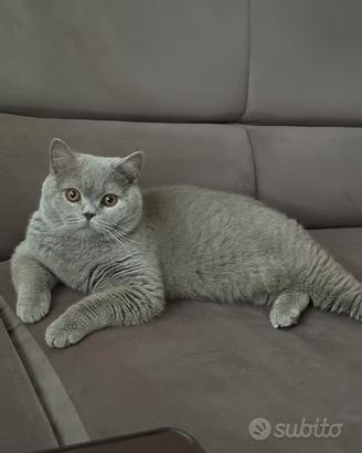 Gatto Scottish per accoppiamento