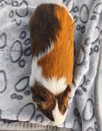 Femmina adulta