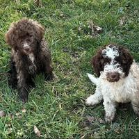 Cuccioli Lagotto romagnolo