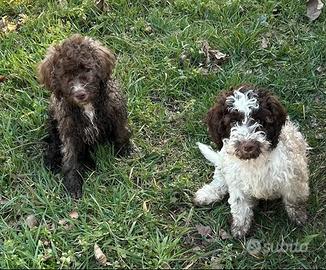 Cuccioli Lagotto romagnolo