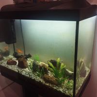 Acquario 80 litri