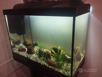 Acquario 80 litri