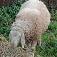 Montone bergamasco