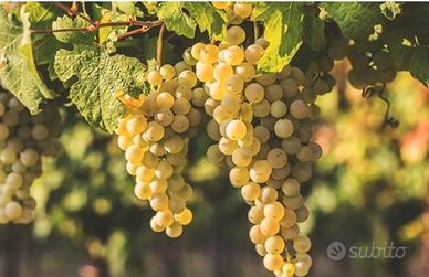 Terreno 12000 mq "Trebbiano"