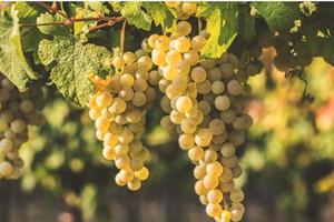 Terreno 12000 mq "Trebbiano"