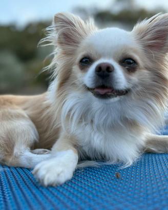 Chihuahua per monta