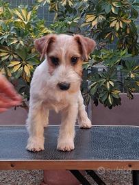 Cuccioli jack russell