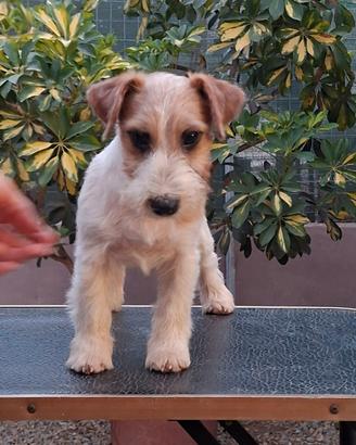 Cuccioli jack russell