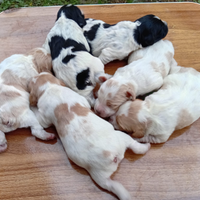 Breton cuccioli con pedigree alta genealogia