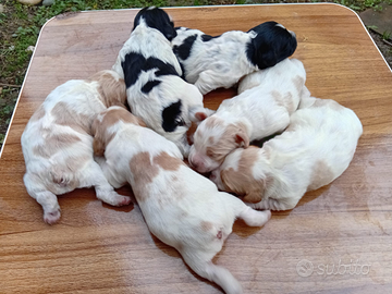 Breton cuccioli con pedigree alta genealogia