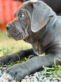 Cucciolo cane corso grigio piombo xxl