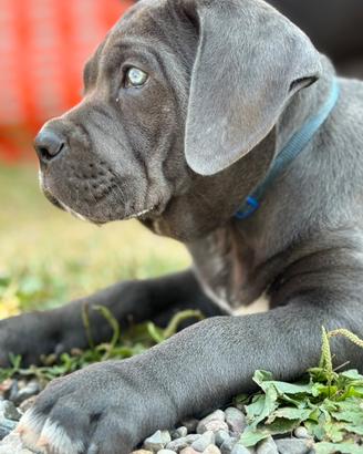 Cucciolo cane corso grigio piombo xxl