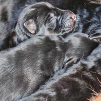 Pastore tedesco puro