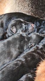 Pastore tedesco puro