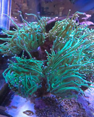 talee  acquario marino