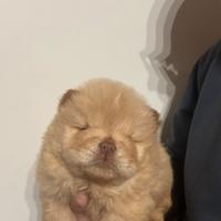 Chow chow cuccioli