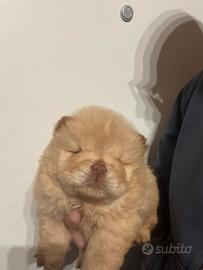 Chow chow cuccioli