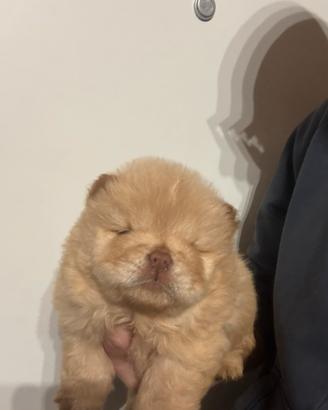 Chow chow cuccioli