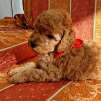 Cuccioli di Barboncino Toy