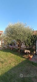 ulivi