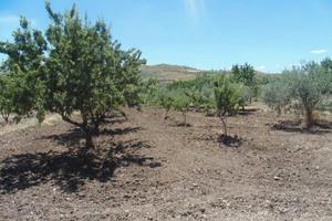 Rge 76/2013 trib enna - lotto 5