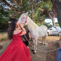 Cavallo appaloosa compreso di tutta l'attrezzatura