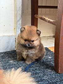 Spitz di pomerania mini toy