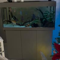 Acquario juwel rio 180