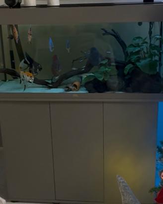 Acquario juwel rio 180