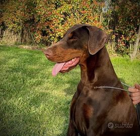 Cuccioli Dobermann-Alta Selezione-Pedegree Enci