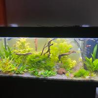 Piante acquario