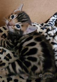 Cucciola di bengal da compagnia