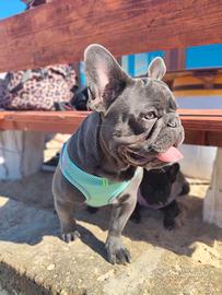 Bulldog Francese Blu Marche