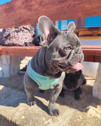 Bulldog Francese Blu Marche