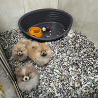 Spitz Pomerania Mini Toy bianco ultima femmina