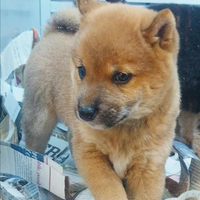 Shiba inu cucciolata