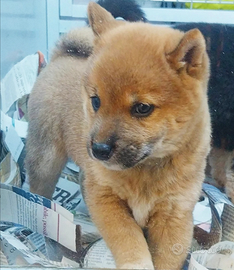 Shiba inu cucciolata