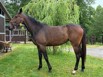 Cavallo