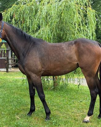 Cavallo
