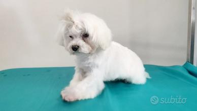 Maltese Coreano Disponibile per MONTE