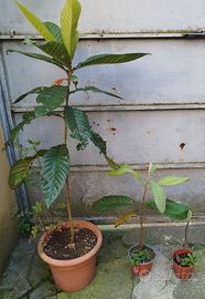 3 Alberelli Di Nespolo