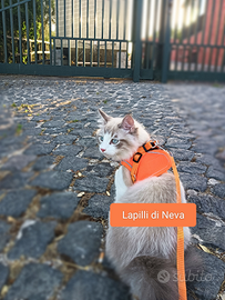 Disponibile Siberiano Neva da riproduzione